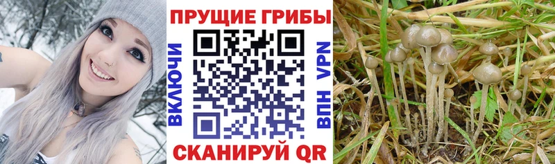 продажа наркотиков  Шацк  Галлюциногенные грибы Psilocybe 